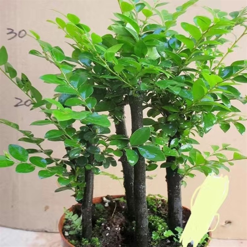 极速厂家-小叶紫檀o盆景树桩植物花卉盆栽办公室内绿植耐寒四季常