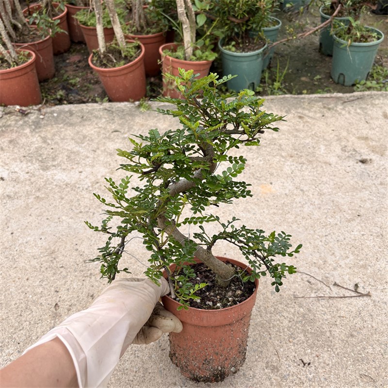 极速厂家盆景植物j造型 福建茶小叶雀梅白蜡榆树老桩树桩四季常青