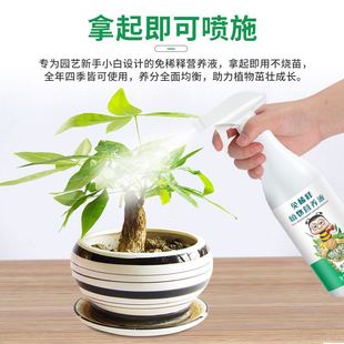 极速发财树活力素浓缩营养液喷的肥料H室内专用肥叶子发黄烂根黄