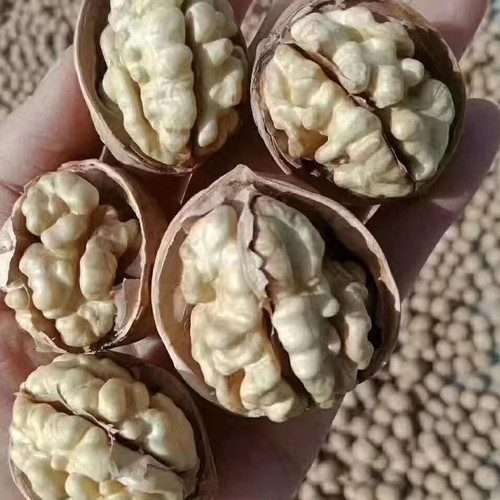 新疆阿克苏纸皮核桃新货手剥
