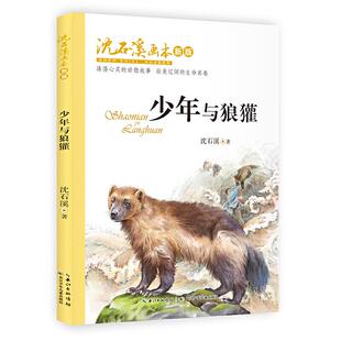 新版 沈石溪画本 少年与狼獾