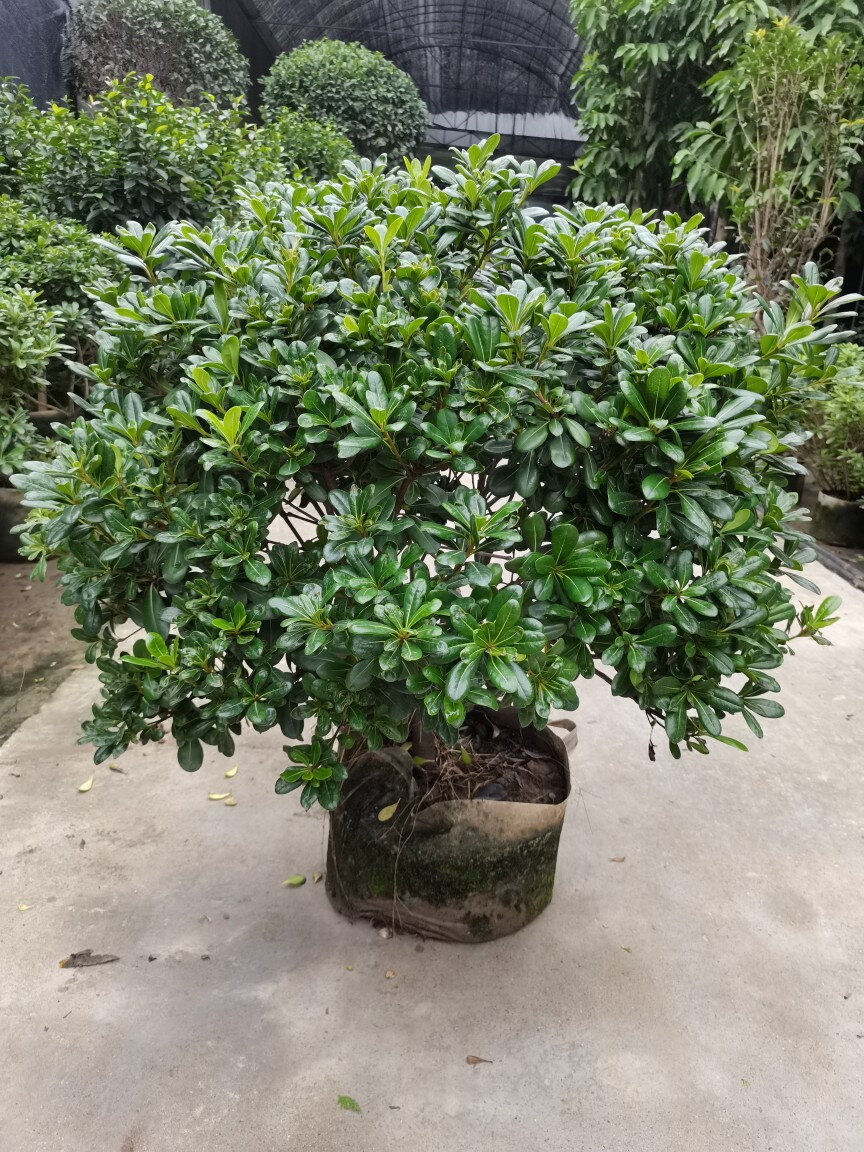 海桐球山瑞香四季常青开花气味芳香围墙绿篱笆耐寒工程园林绿化苗