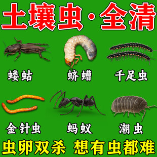 蔬菜花盆土壤杀虫剂无毒长效防虫颗粒菜园土里地下害虫全杀专用药