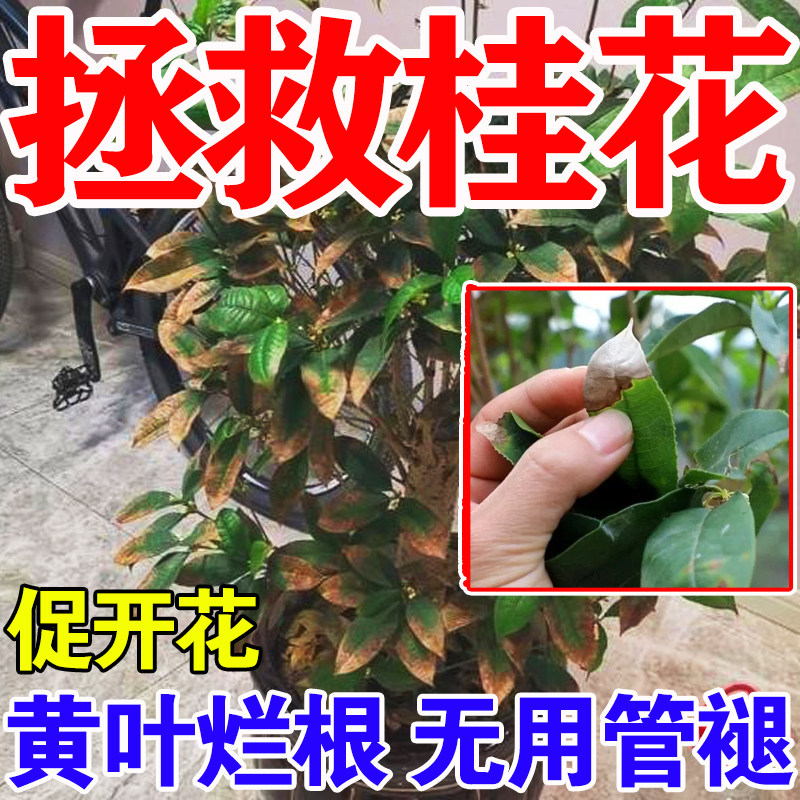 桂花树肥料专用肥黄叶干尖黑斑