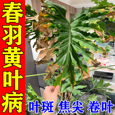 龙鳞春羽营养液专用肥防黄叶焦尖斑病炭疽病春芋水培植物营养液