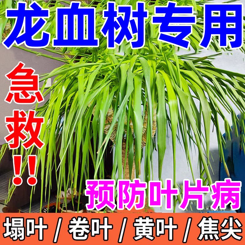 龙血树专用肥料营养液龙须树怎么养护技巧黄卷叶焦尖烂根耷拉塌叶