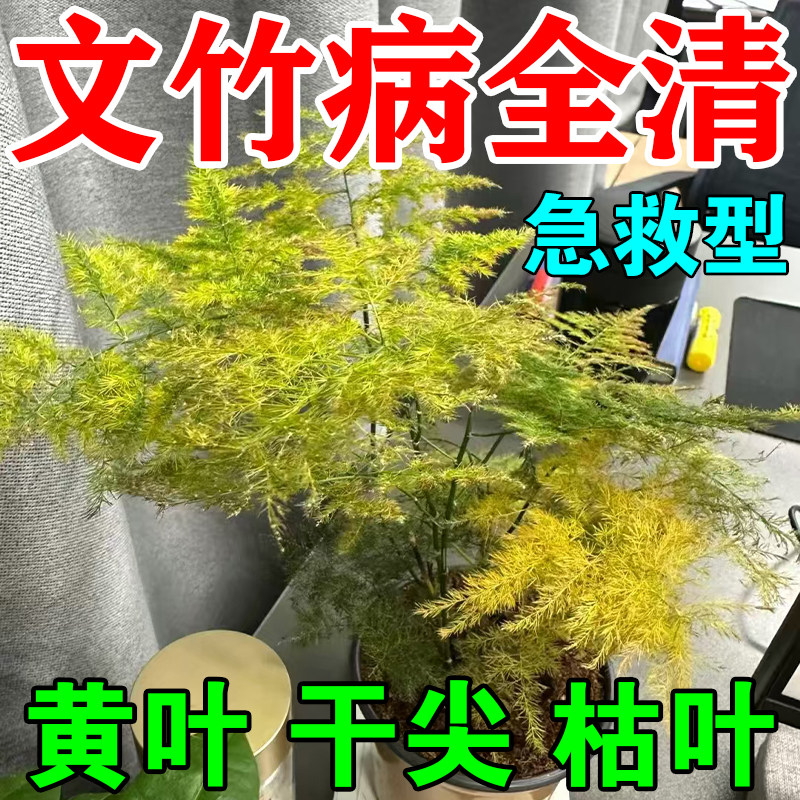 文竹专用肥料云竹盆栽营养液干尖枯枝烂根叶子发黄怎么办免稀释