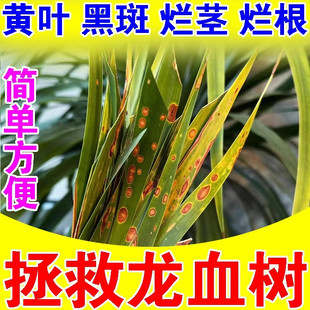 龙血树专用营养液龙须树千年木肥料叶子干尖枯黄叶黑斑烂根复活液