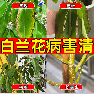 白兰花专用肥料营养液兰花炭疽叶枯病黑斑黄叶卷叶焦尖杀菌剂