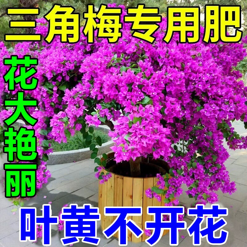 三角梅开花专用肥硫酸亚铁