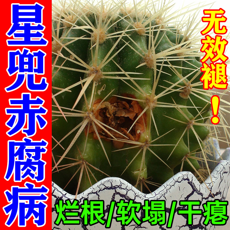 仙人球专用肥料营养液星兜赤腐病仙人掌锈斑病干瘪炭疽烂球杀菌剂