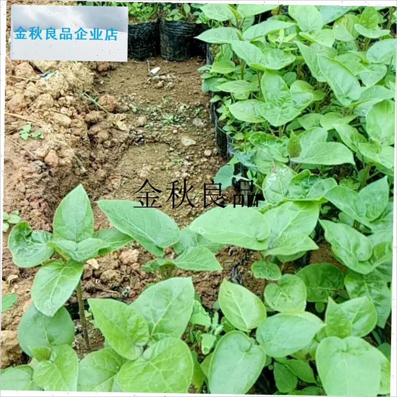 老种大树番茄树苗m甜脆水果树苗盆栽地栽南北方庭院当年结果,