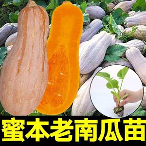 老品种密本南瓜苗秧苗高产抗病易成活粉苗甜糯板粒绿贝贝南瓜种子