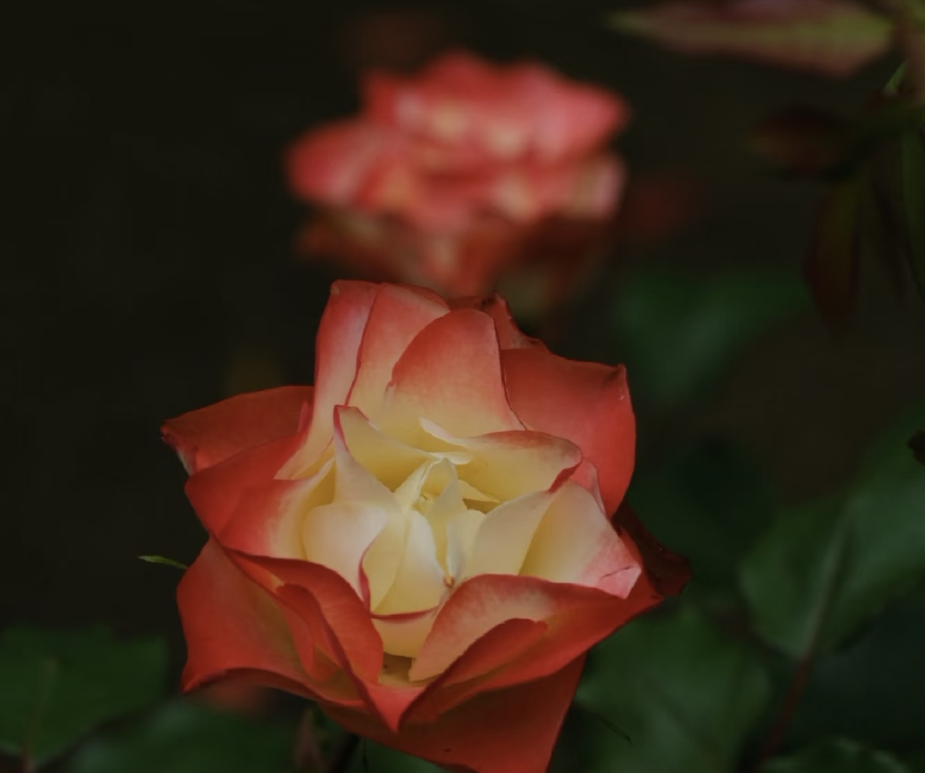 【折纸】月季花苗盆栽阳台庭院花卉四季开花