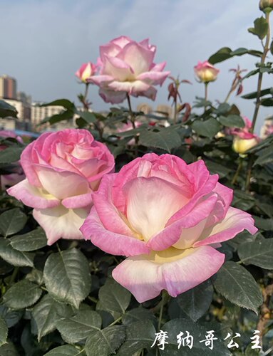 【摩纳哥公主】复色大花浓香，四季开花，抗性强