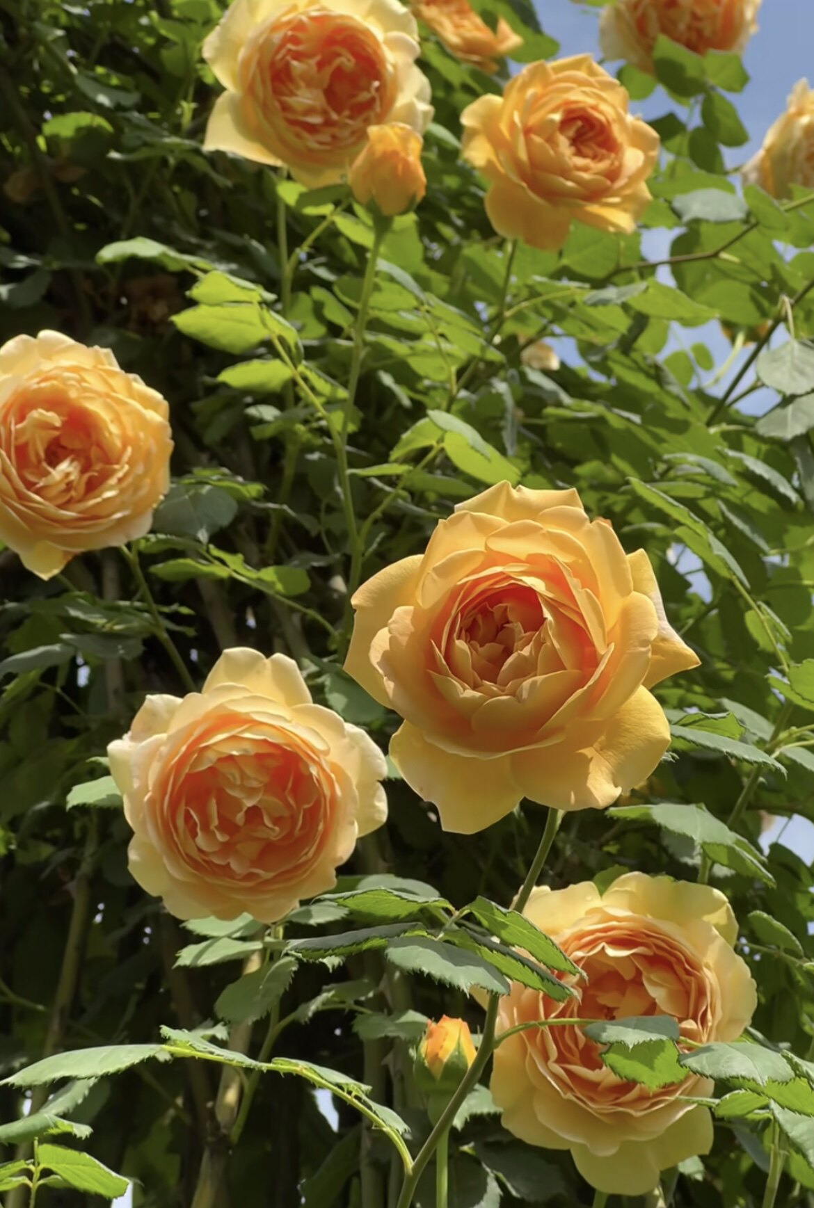 【黄金庆典】爬藤月季花期长抗病性强四季开花直立