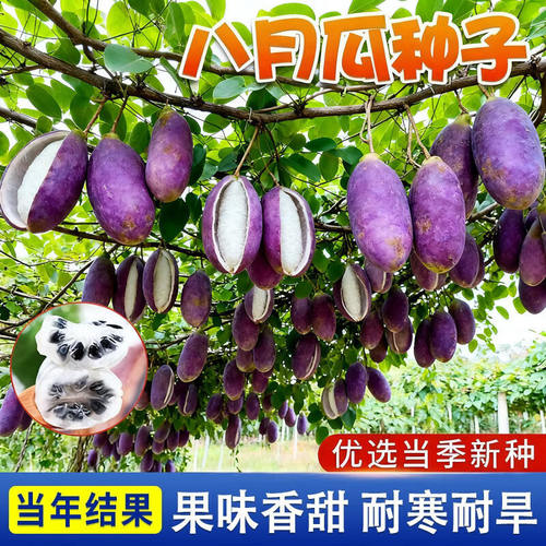T126八月瓜种子耐寒耐热四季可种