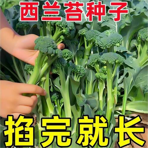 T124西兰苔种子绿西兰苔有机西洋芥兰田园庭院种植蔬菜苔种子