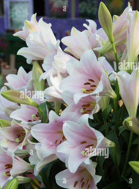 3个进口LO铁炮百合种球 白特里卡里乙女瓦雷泽 无需春化复花强