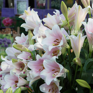 3个进口LO铁炮百合种球 白特里卡里乙女瓦雷泽 无需春化复花强