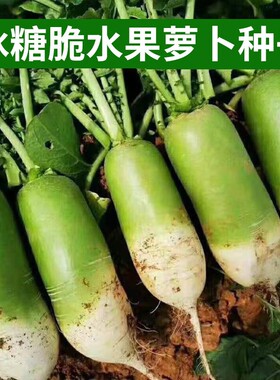 萝卜种子大全水果青萝卜种籽