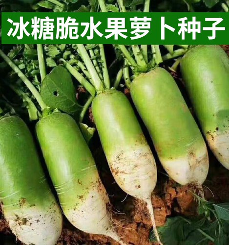 萝卜种子大全水果青萝卜种籽