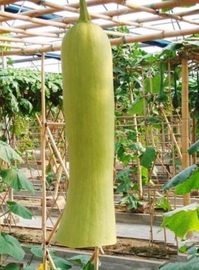 砍瓜种子  随吃随砍愈合快  地栽爬藤香嫩美味坎瓜1411068-40DF