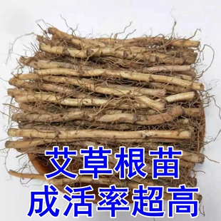 药用食用大叶艾草根种植艾草种子苗驱蚊艾蒿新鲜四季带根艾草苗