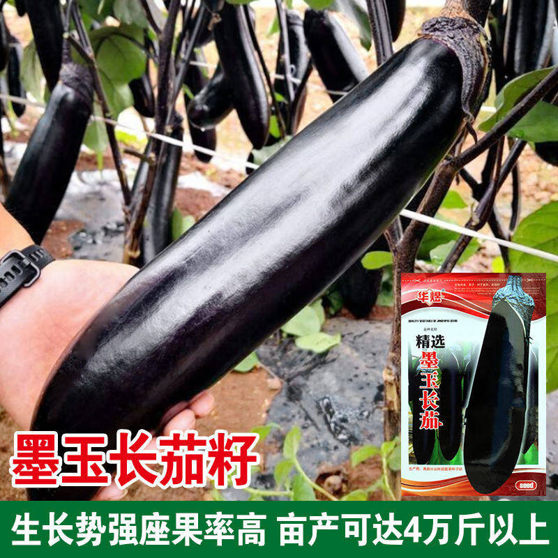 紫红长茄种子茄子种子蔬菜种孑种籽春秋四季阳台盆栽庭院农家有机