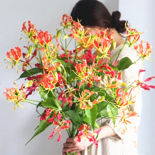 进口嘉兰百合种球耐热易养庭爬藤多年生易繁殖皮实好养