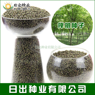 榉树种子 红榉种子 小叶榉树  大叶榉树 质量非常好