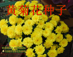 黄菊花种子 秋菊  陶菊 野菊花种子 阳台庭院绿化种子
