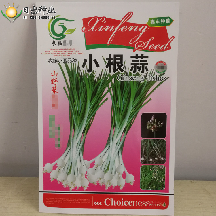 小根蒜种子野蒜易活播种高产蔬菜