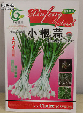 野蒜种子小根蒜种子 小蒜种子 山野菜 种子 易活播种高产绿色蔬菜