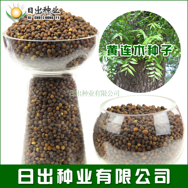 黄连木种子绿化行道树苗种籽