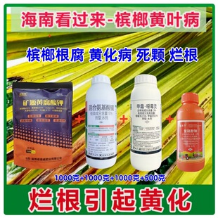 槟榔黄化病黄叶病烂根烂心叶斑病海南槟榔根腐病叶枯病农用炭疽病