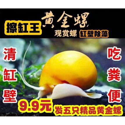 小黄金螺观赏螺小黄金蚌螺吃鱼龟粪苹果螺清苔鱼缸清洁除藻工具螺