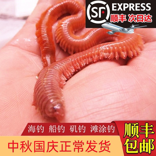 活沙蚕 活饵包邮 红虫青虫海蜈蚣海蚯蚓海钓鱼饵路亚饵鲈鱼饵包活