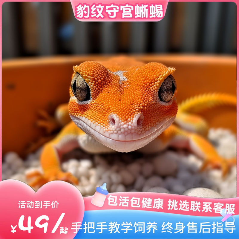 迷你宠物蜥蜴豹纹守宫苗子活体萌宠儿童川普活物高黄幼体爬行异宠