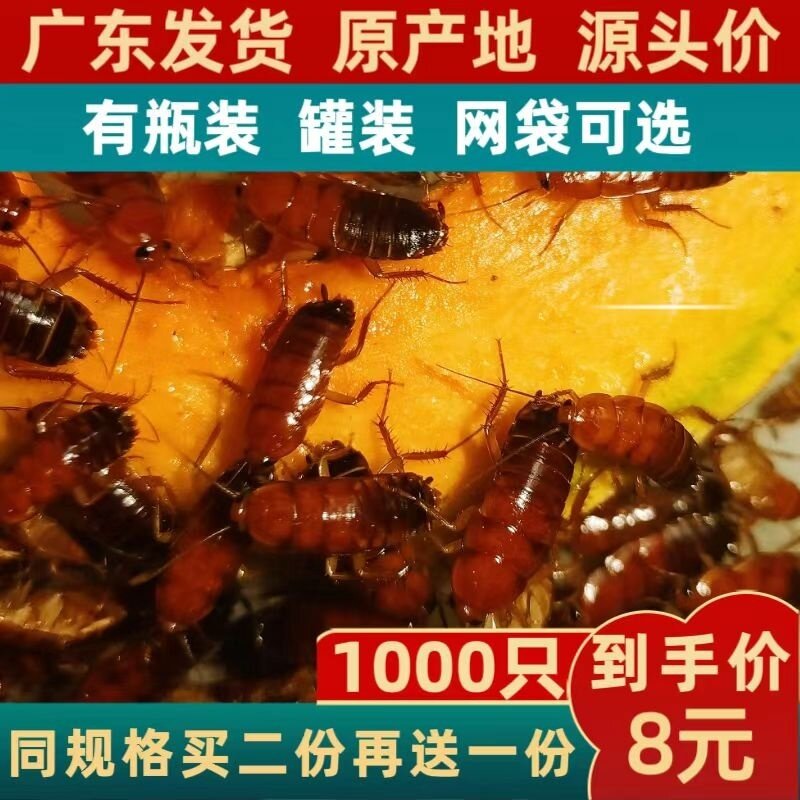 樱桃红蟑螂活体饲料樱桃蟑螂活虫观赏鱼饲料