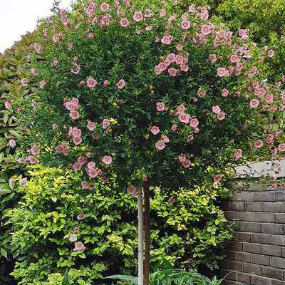 极速铁艺棒棒糖花k架球形支架风车茉莉蓝雪花爬藤架子绿植大号白