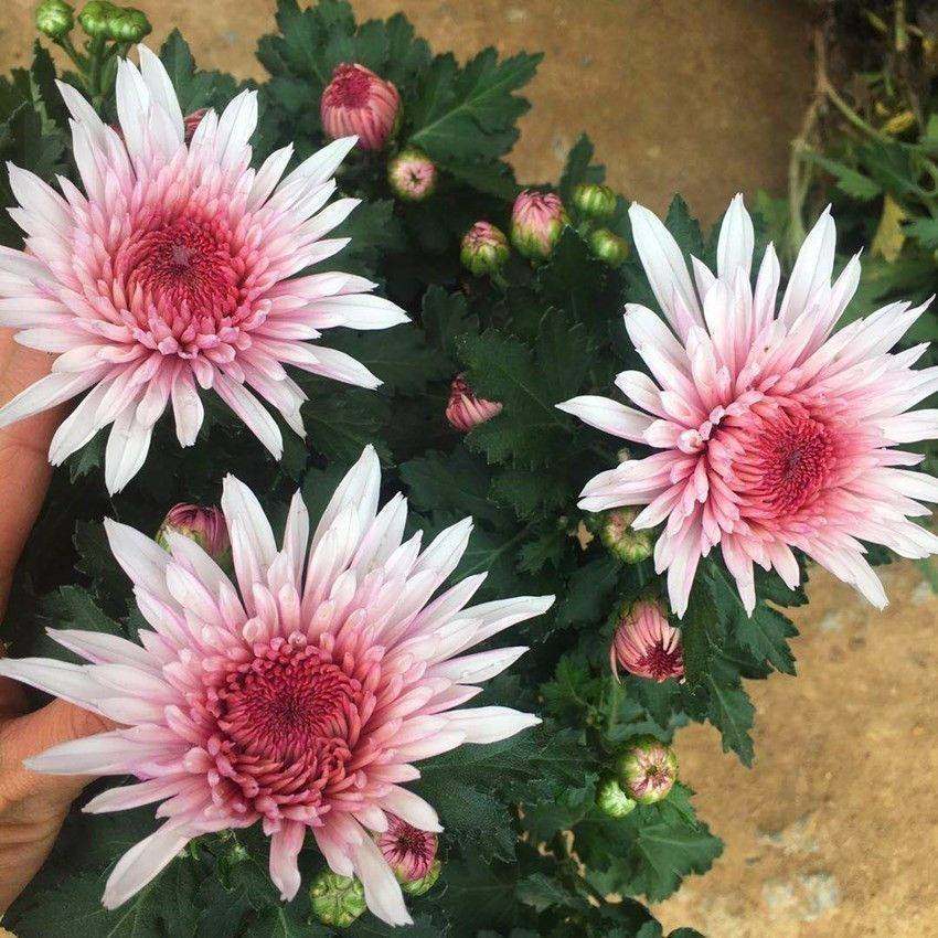 极速耐寒四季菊花苗龙爪菊带花苞A盆栽室内外庭院阳台植物花卉九