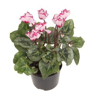 极速仙客来盆栽带花仙鹤来花仙客来小苗I仙鹤来花盆栽阳台室内观