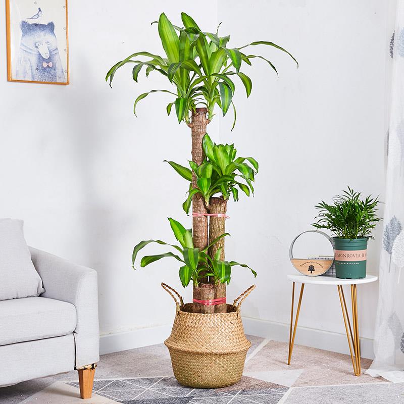 极速巴旦木盆栽j禄植适合搬新家的绿植树木绿色植物家里室内好养