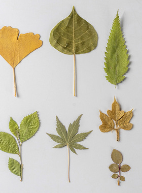 极速MG36真树叶植物标本幼儿园手工贴画干燥花diTy材料压花写真贴