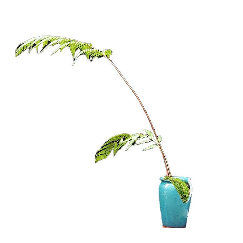 极速盆景胎生狗脊蕨一叶蕨u类植物老桩网红蕨室内绿植造景茶室绿