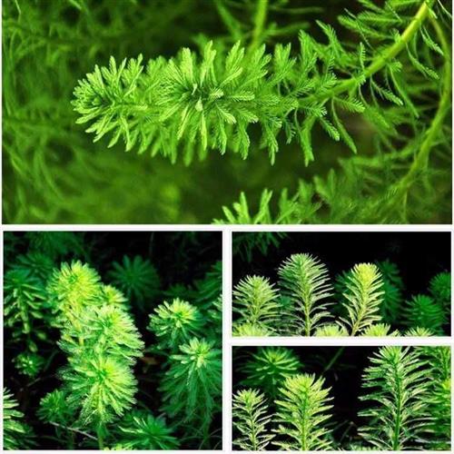 极速净水植物f狐尾藻沼泽过滤水草大聚藻水陆缸养鱼养龟鳖淡水净