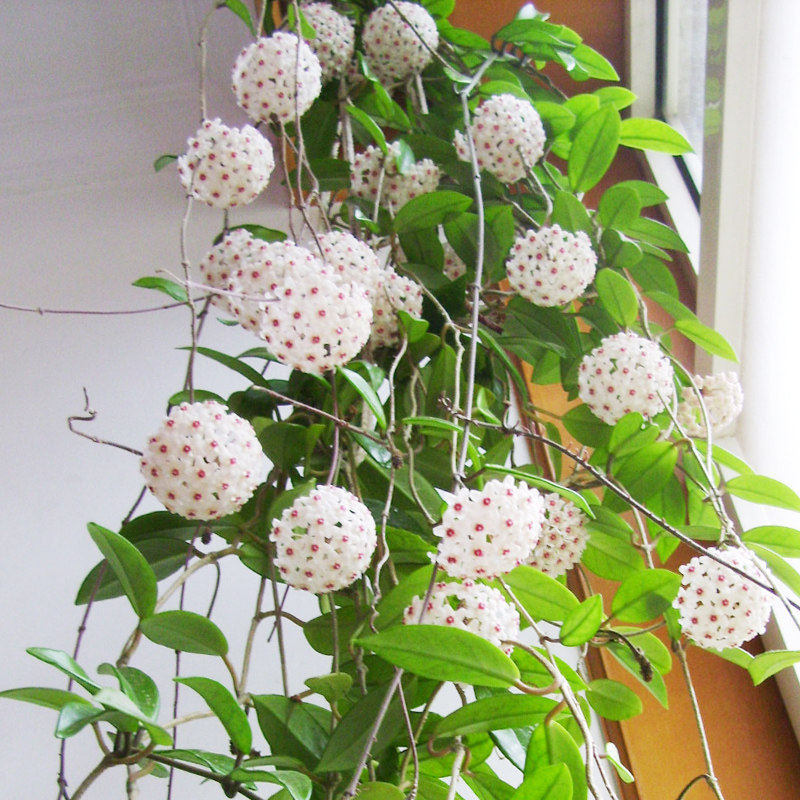 极速球兰带花大苗室内绿植t爬藤植物绿叶喜阴吊兰卷心形攀援花苗