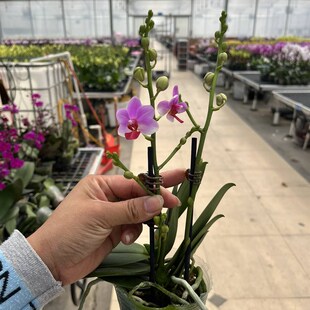 极速麒麟兰苑趣味蝴蝶兰带包带A花盆栽室内阳台四季鲜花花期长