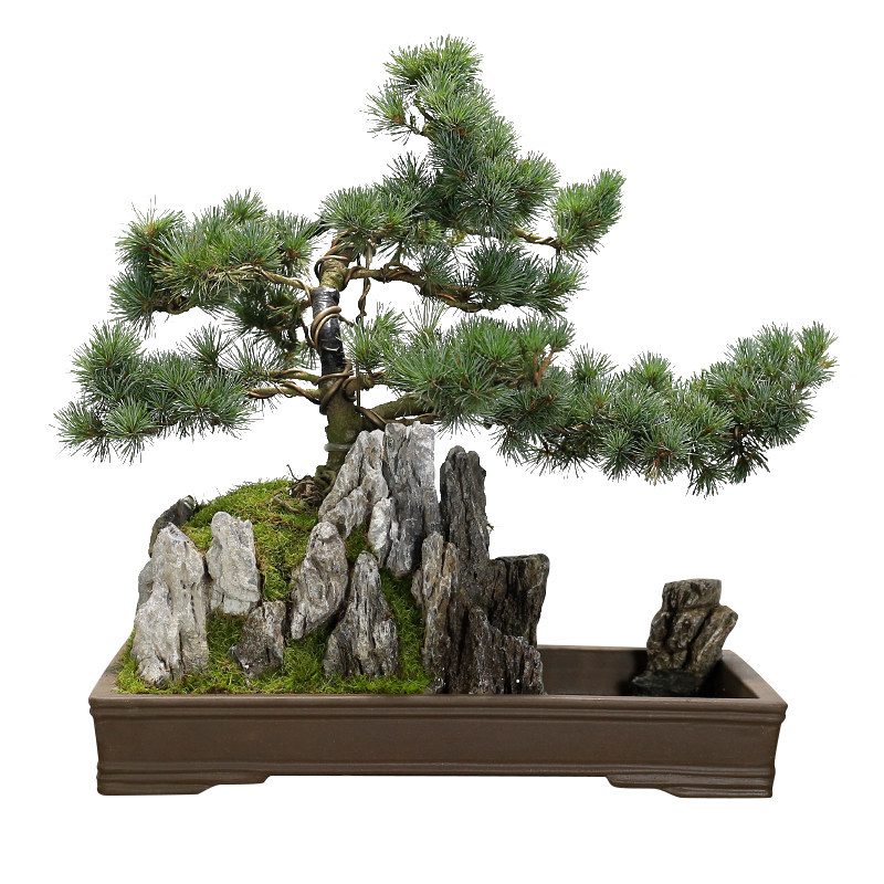 极速五针松盆景植物老桩室内山水C假山摆件客厅办公室前台大型绿
